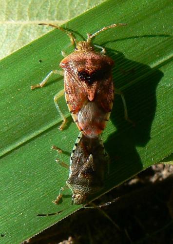 Réf. 34 072 : Elasmucha grisea