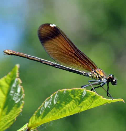 Réf. 34 348 : Calopteryx haemorrhoidalis