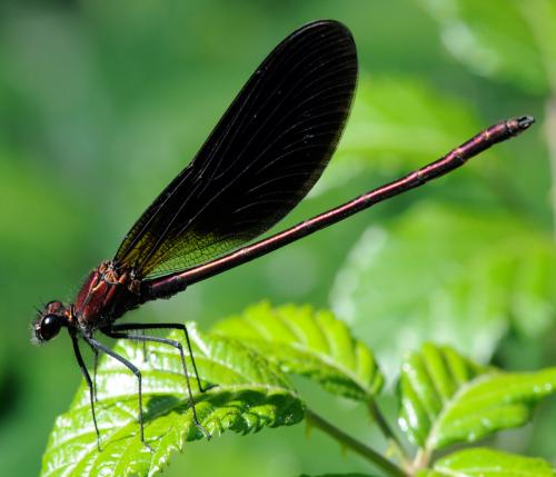 Calopteryx haemorrhoidalis