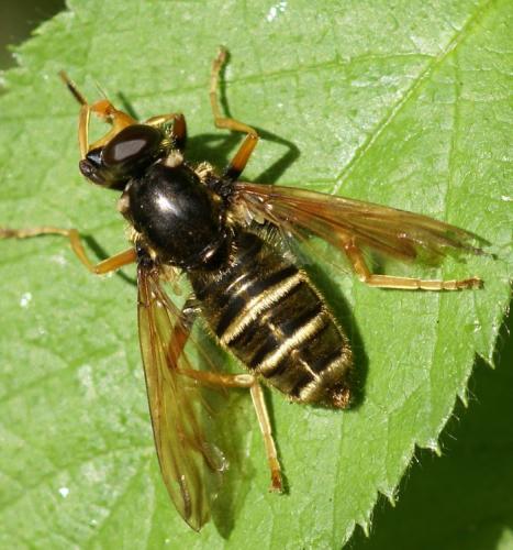 Réf. 34 195 : Caliprobola speciosa