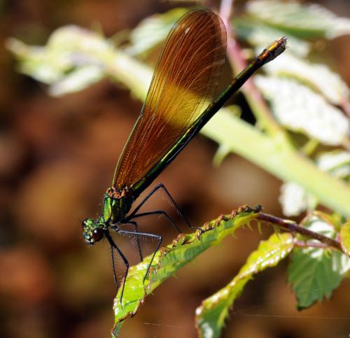 Calopteryx virgo