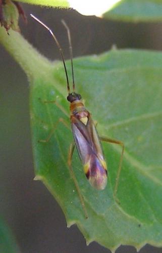 Campyloneura virgula