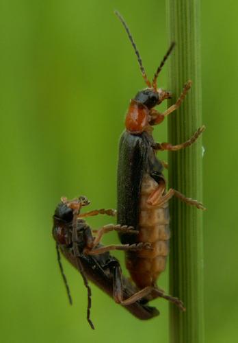 Cantharis flavilabris