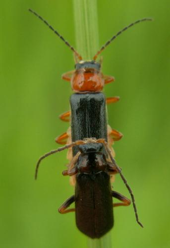 Cantharis flavilabris