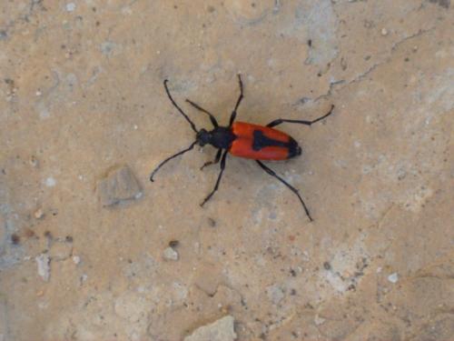 Stictoleptura cordigera