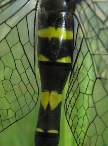 Réf. 34 845 : Cordulegaster bidentata