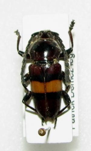 Réf. 34 659 : Lissonotus flavocinctus