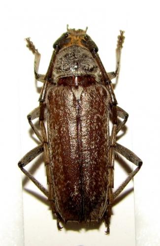 Enaphalodes sp.