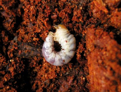 Ceruchus chrysomelinus