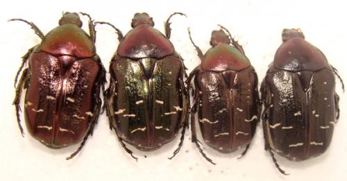 Cetonia aurata pallida