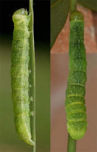 Phlogophora meticulosa
