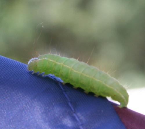 Réf. 34 127 : Craniophora ligustri