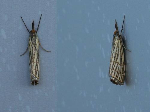 Réf. 34 919 : Chrysocrambus craterella
