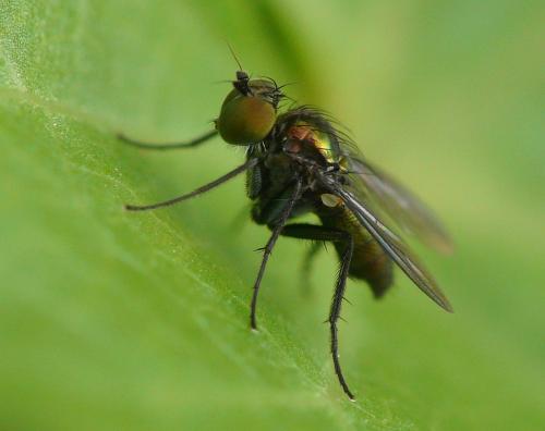 Chrysotus sp.
