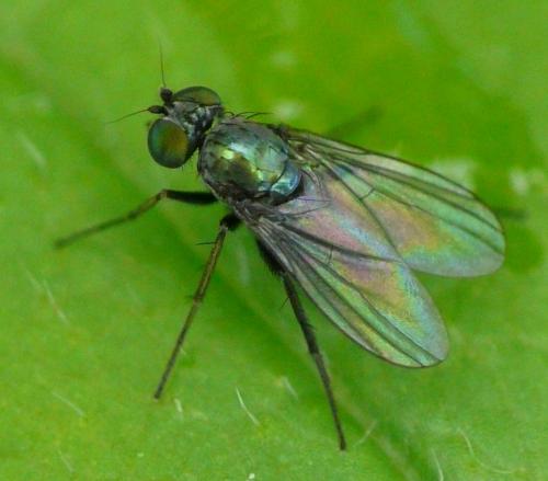 Réf. 34 478 : Chrysotus sp.