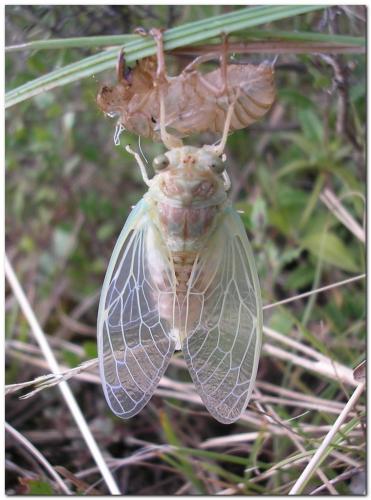 Réf. 34 259 : Cicada orni