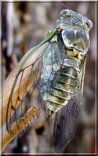 Lyristes plebejus