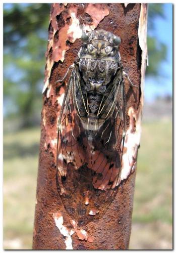 Réf. 34 269 : Cicada orni