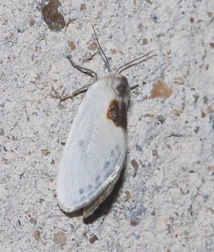 Cilix sp.