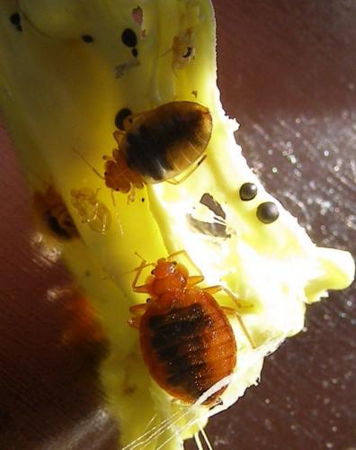 Cimex lectularius