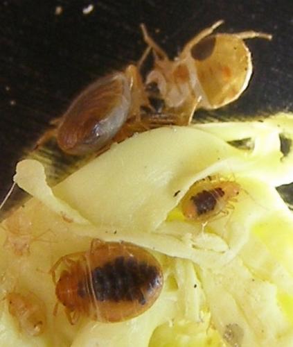 Cimex lectularius