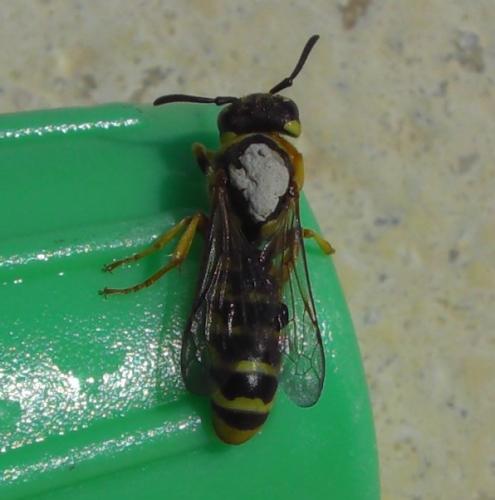 Ceramius tuberculifer