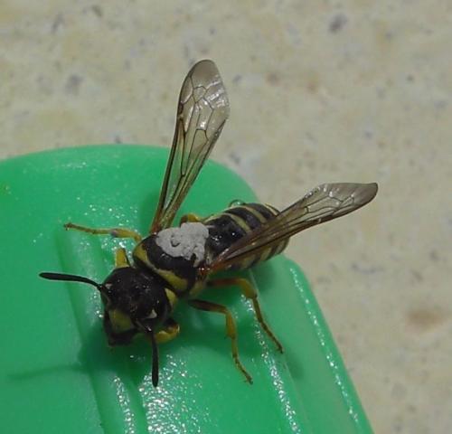 Réf. 34 713 : Ceramius tuberculifer