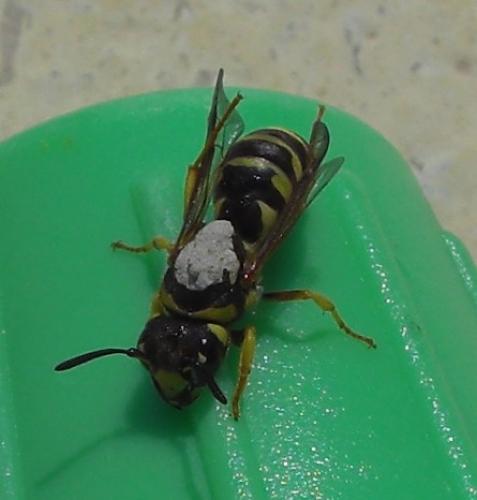 Réf. 34 714 : Ceramius tuberculifer