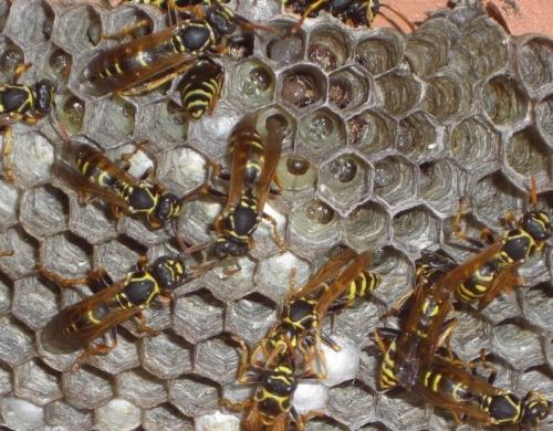 Polistes sp.