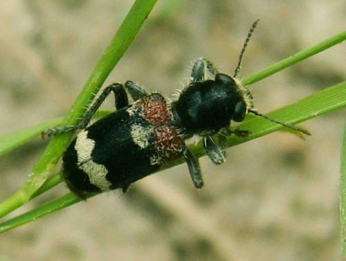 Clerus mutillarius