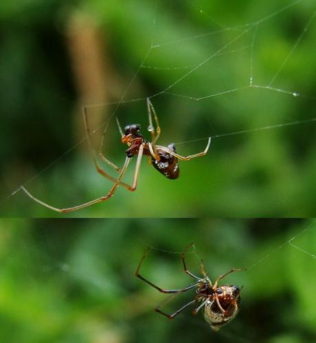 Réf. 34 565 : Argyrodes argyrodes