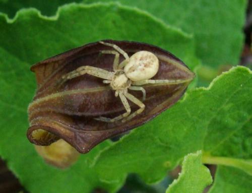 Philodromus sp.