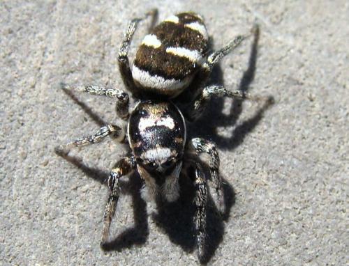 Réf. 34 961 : Salticus scenicus