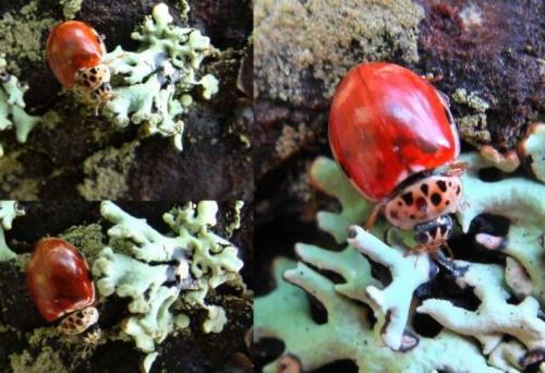 Harmonia quadripunctata