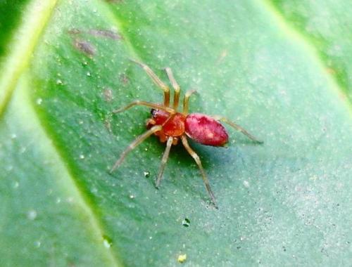 Nigma sp.