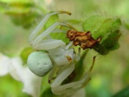 Misumena vatia
