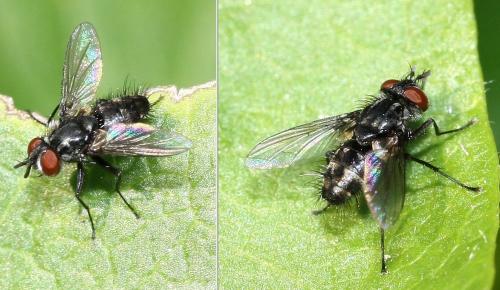 Meigenia sp.