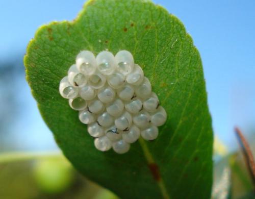 Palomena prasina