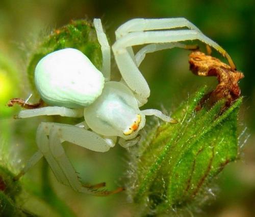 Misumena vatia