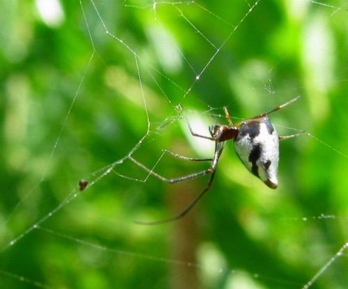 Argyrodes argyrodes