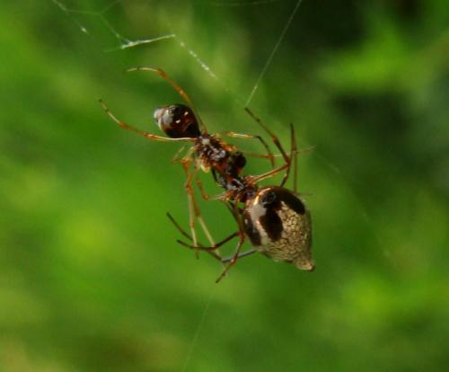 Réf. 34 583 : Argyrodes argyrodes