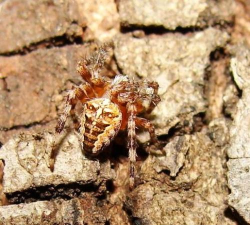Araneus diadematus