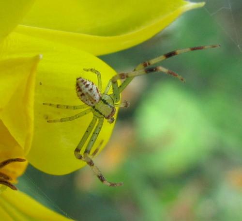 Misumena vatia