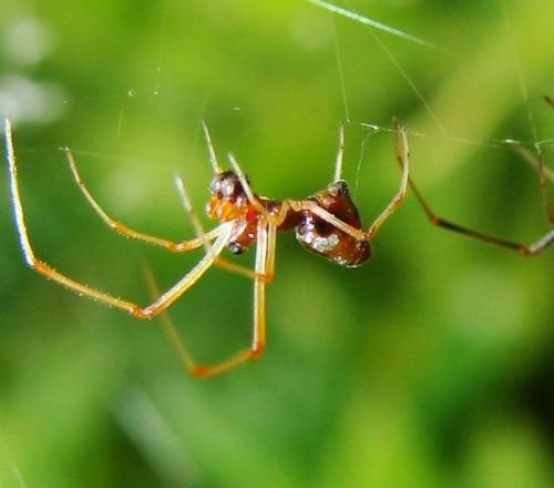 Argyrodes argyrodes