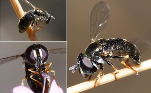 Réf. 34 654 : Paragus sp.