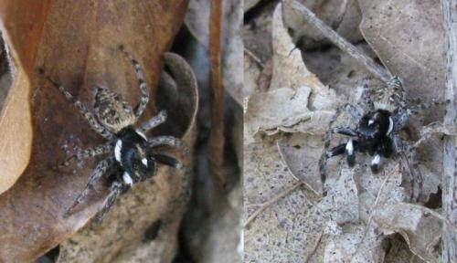 Menemerus semilimbatus