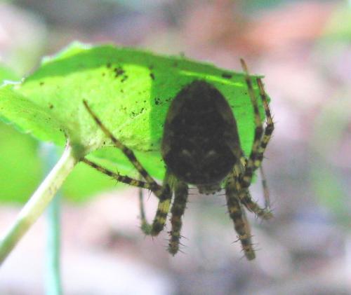Réf. 34 899 : Metellina merianae