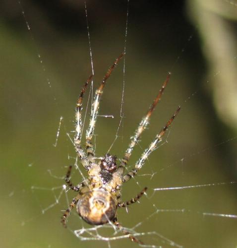 Réf. 34 900 : Metellina merianae