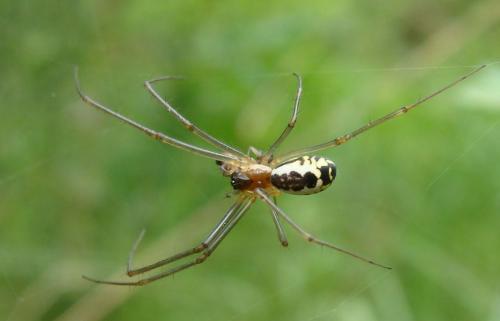 Réf. 34 206 : Neriene radiata