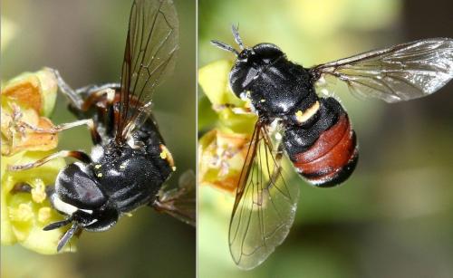 Réf. 34 652 : Paragus bicolor